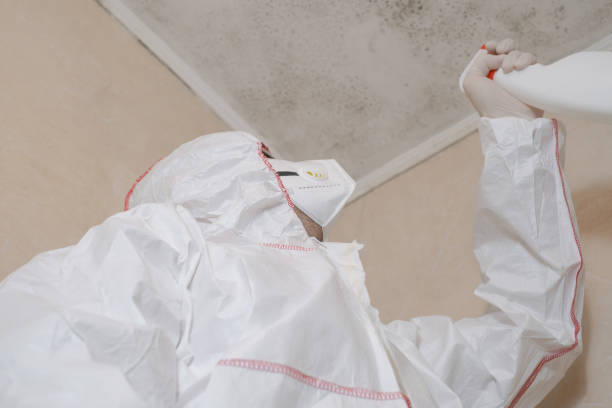 Mold Removal and Inspection in Chisago City, MN